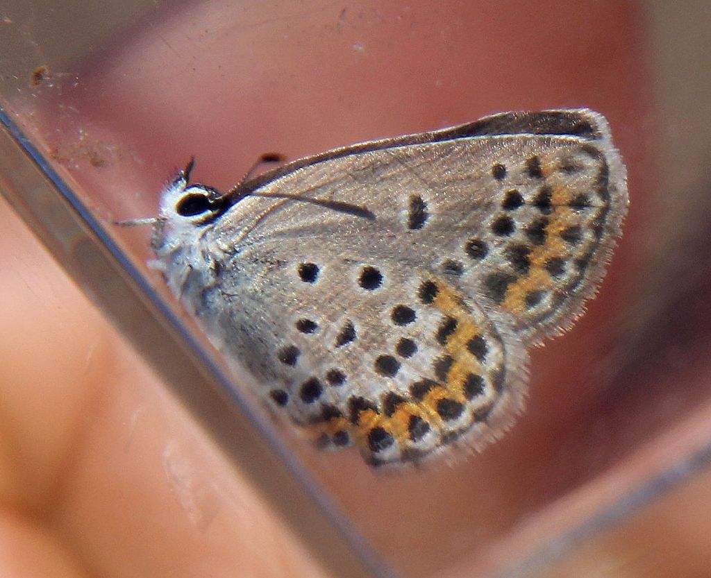 Plebejus idas? No, Plebejus argus, femmina